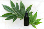 Cannabis leaves and bottle of CBD tincture against white background