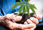 Elderly Hands Holding Cannabis Plant