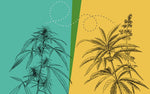 Illustrations of two cannabis plants in black and white pictured adjacently against split-panel blue and yellow background