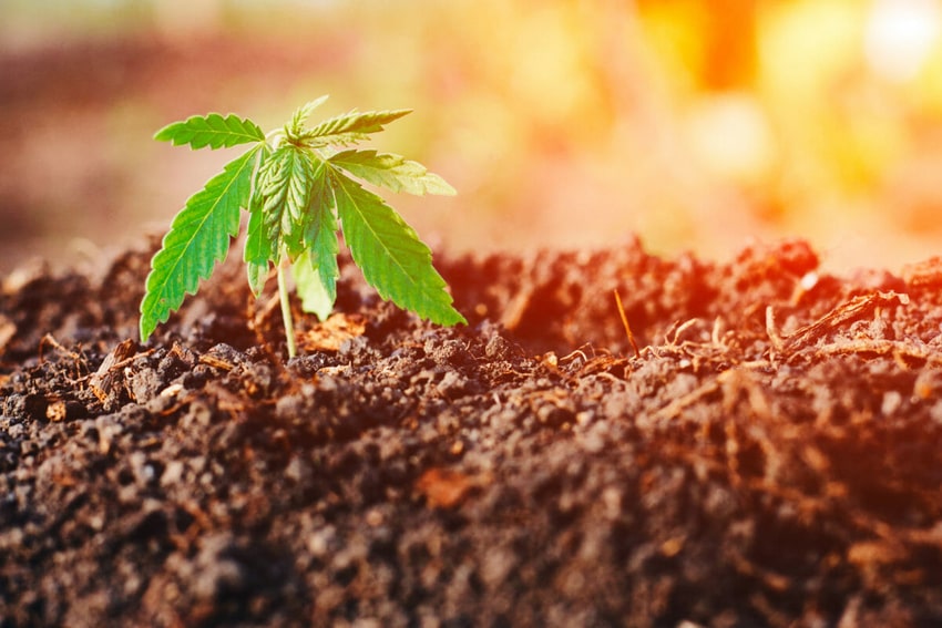 Hemp plant sprout emerging from dirt plot at sunrise