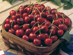Basket of Bing Cherries outdoors