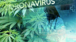 Illustration of cannabis plant leaves and 'CORONAVIRUS' in caps