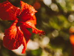 Red hibiscus flower growing outdoors