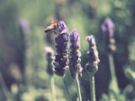 Close-up of flower buds on wild lavender plant in outdoor field