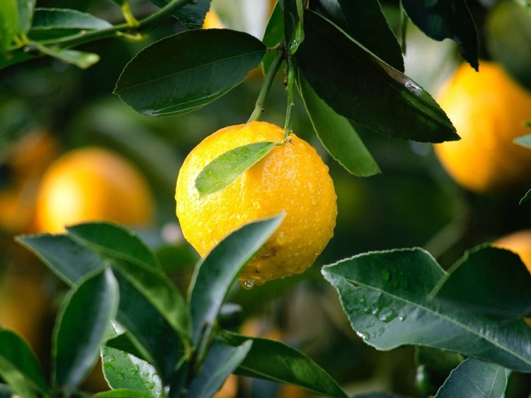 Lemons growing on tree in nature
