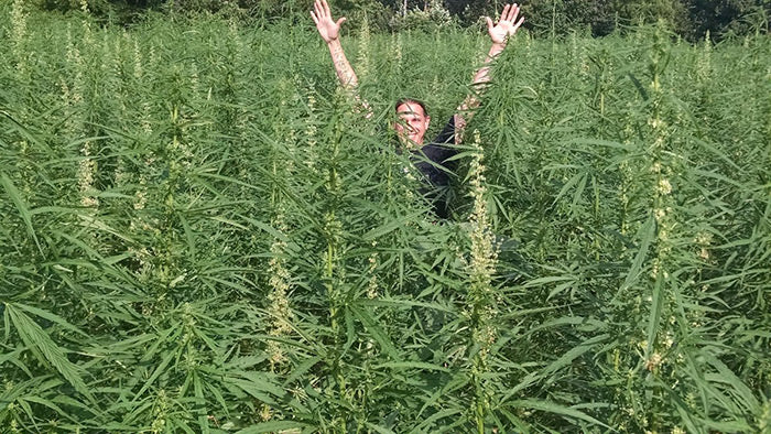 Farmer in hemp field with arms outstretched to sky