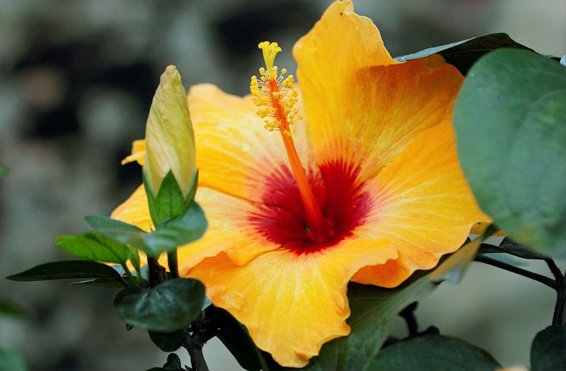 Yellow hibiscus flower blossoming outdoors in sunglight